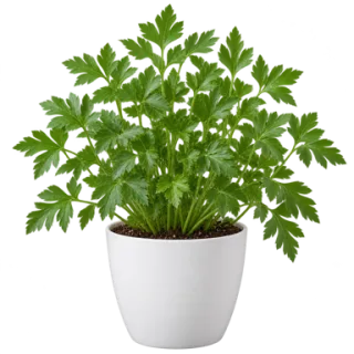Parsley, representative illustration
