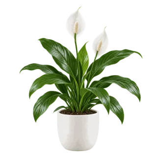 Wallis Peace Lily, representative illustration
