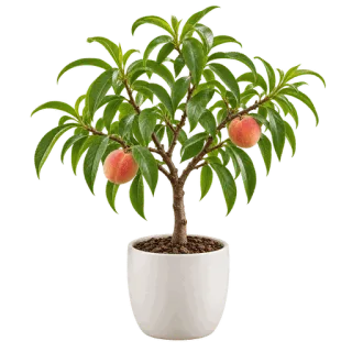 Peach Tree, representative illustration