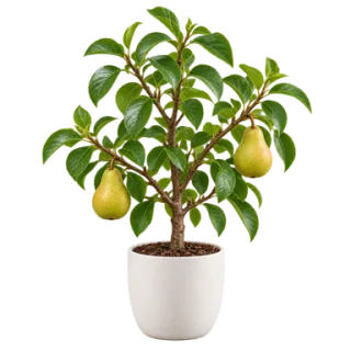 Pear Tree, representative illustration