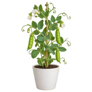 Peas, representative illustration