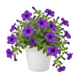 Petunia, representative illustration