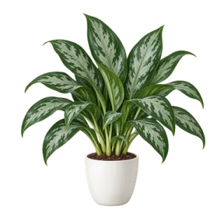 Aglaonema commutatum, Beispielillustration