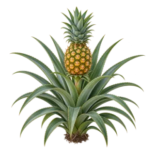 Ananas, Beispielillustration