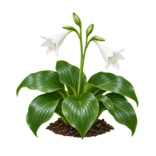 Lilien-Funkie, Beispielillustration
