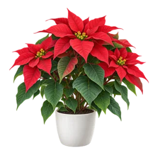 Weihnachtsstern, Beispielillustration