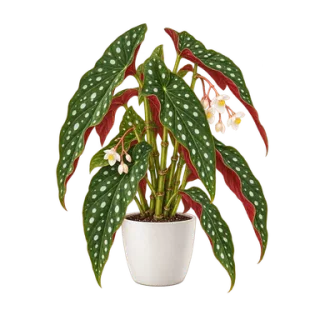 Begonia maculata, Beispielillustration
