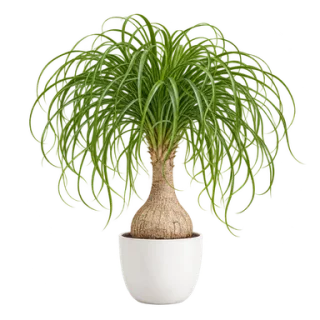 Elefantenfuß, Beispielillustration