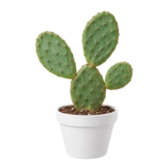 Prickly Pear Cactus, representative illustration