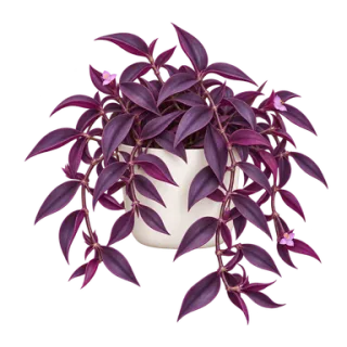 Mexikanische Dreimasterblume, Beispielillustration