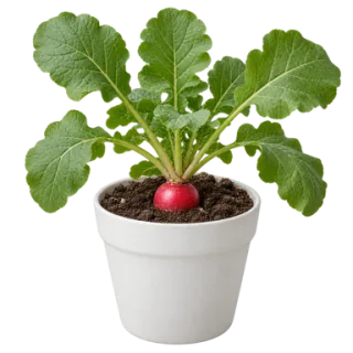 Radish, representative illustration