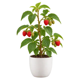 Raspberry, representative illustration