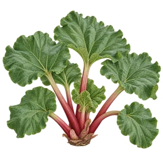 Rhubarb, representative illustration
