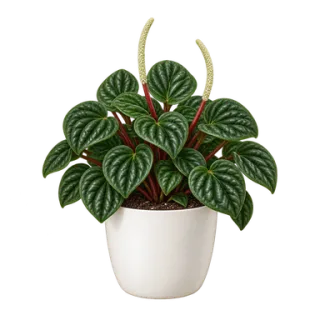 Peperomia caperata, Beispielillustration