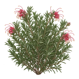 Rosemary grevillea, representative illustration