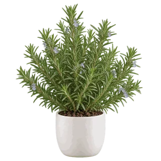 Rosemary, representative illustration