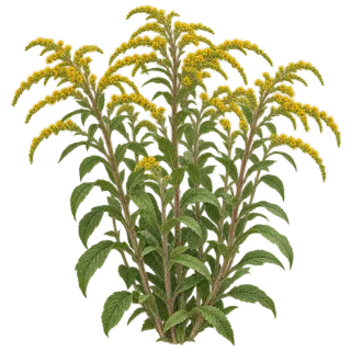 Rough goldenrod, representative illustration