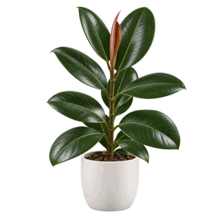 Rubber Plant, representative illustration