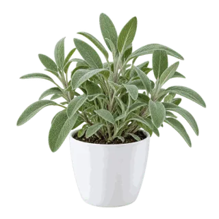 Sage, representative illustration