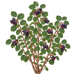 Amelanchier alnifolia, ilustración representativa