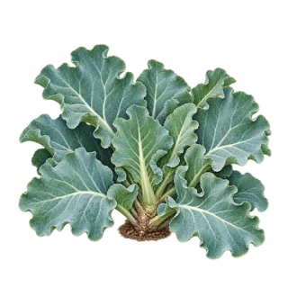 Echter Meerkohl, Beispielillustration