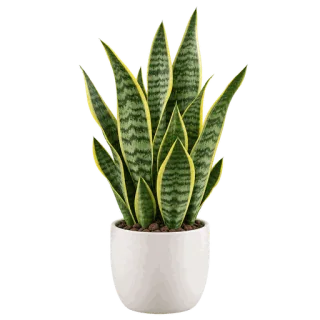 Snake Plant, representative illustration