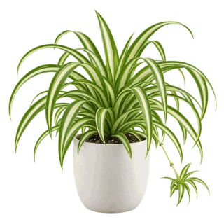 Spider Plant, representative illustration