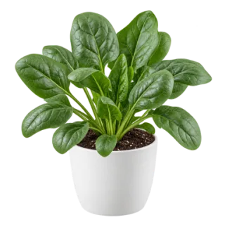 Spinach, representative illustration