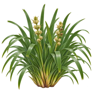 Spiny-head mat-rush, representative illustration