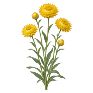 Garten-Strohblume, Beispielillustration
