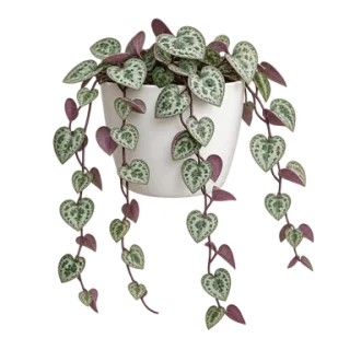 Leuchterblume, Beispielillustration