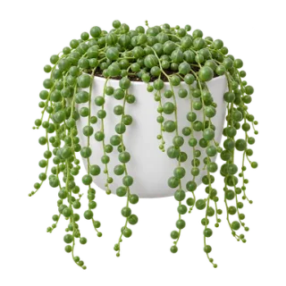 String of Pearls, representative illustration