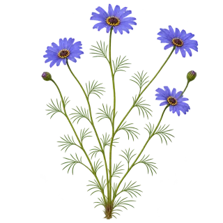 Swan River daisy, representative illustration