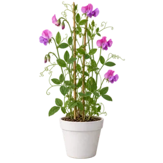 Sweet Pea, representative illustration