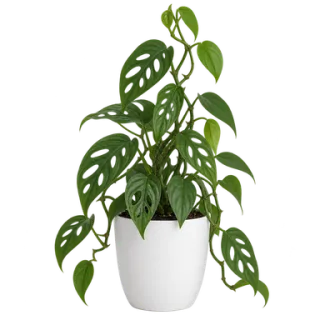 Swiss Cheese Vine, representative illustration