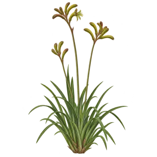 Tall kangaroo paw, representative illustration
