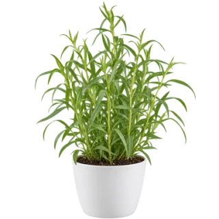 French Tarragon, representative illustration