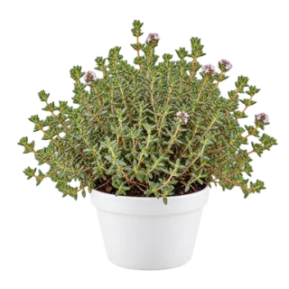 Thyme, representative illustration