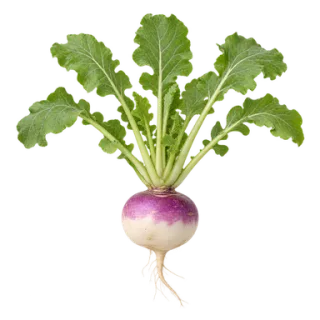 Turnip, representative illustration
