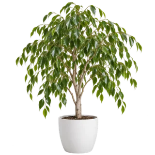 Weeping Fig, representative illustration