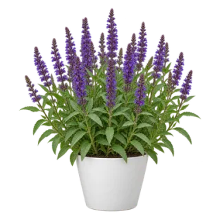 Woodland Sage, representative illustration