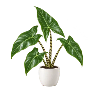 Alocasia zebrina, Beispielillustration