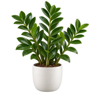 ZZ Plant, representative illustration